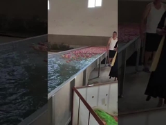 Selezionatrice automatica piena dell'avocado della pera